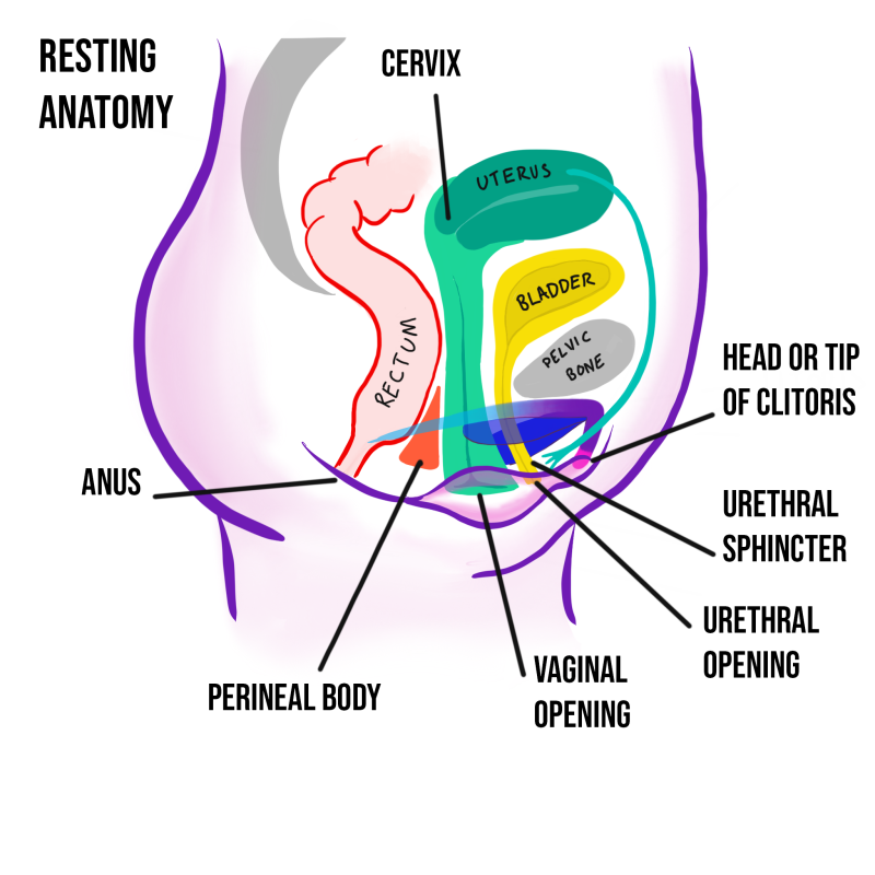 Vagina Anatomy Medicine