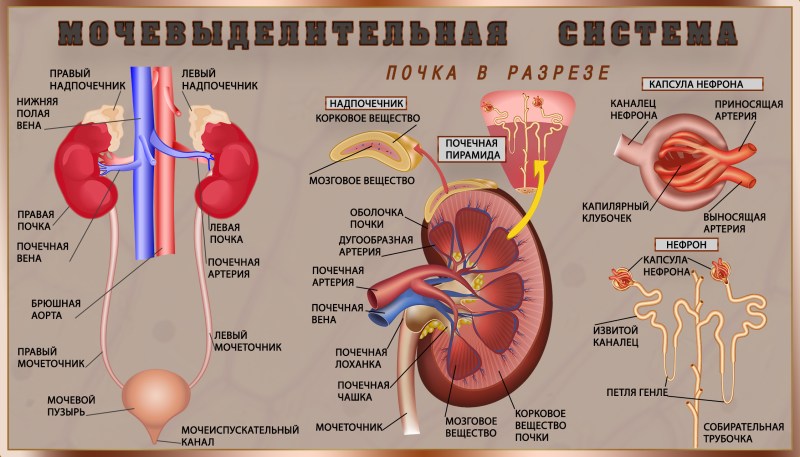 The structure of the excretory system anatomy