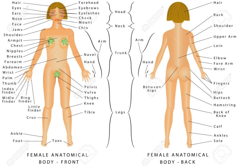 Parts of the body of a woman