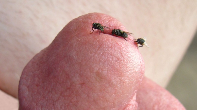 A huge beautiful penis