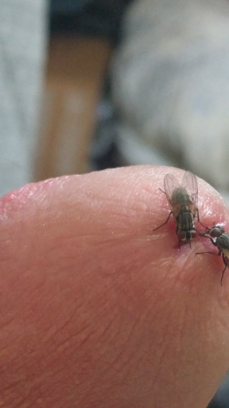 Formcophilia with insects