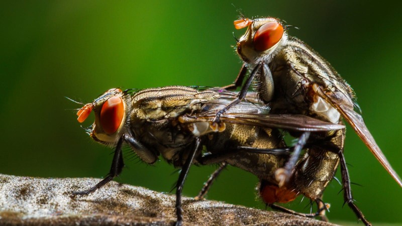 Cut Cock Heads Form My Fans - 630 Pics, #2 XHAMSTER