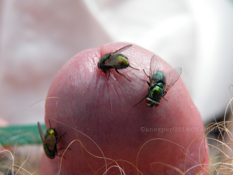 Insects on the genitals