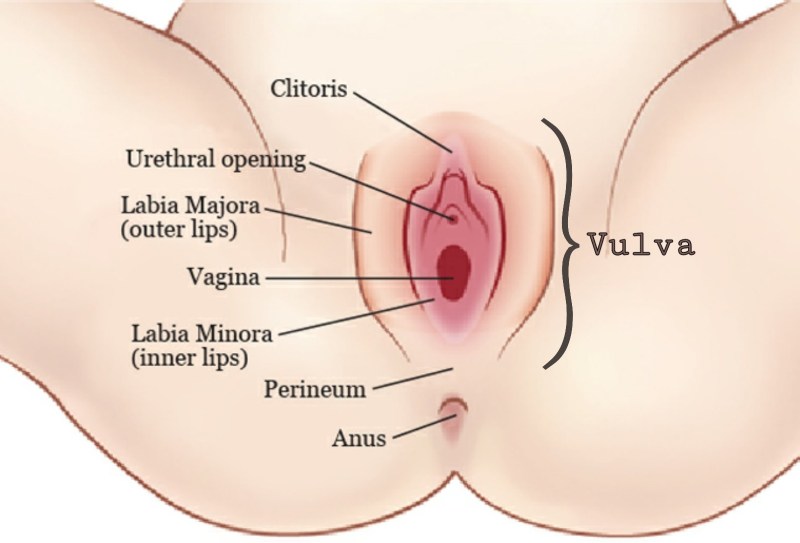 Genitals of men and women