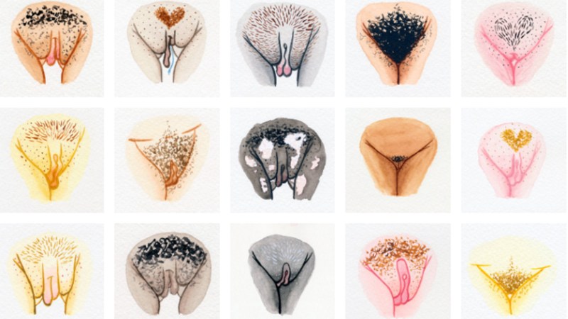 The vagina of different girls