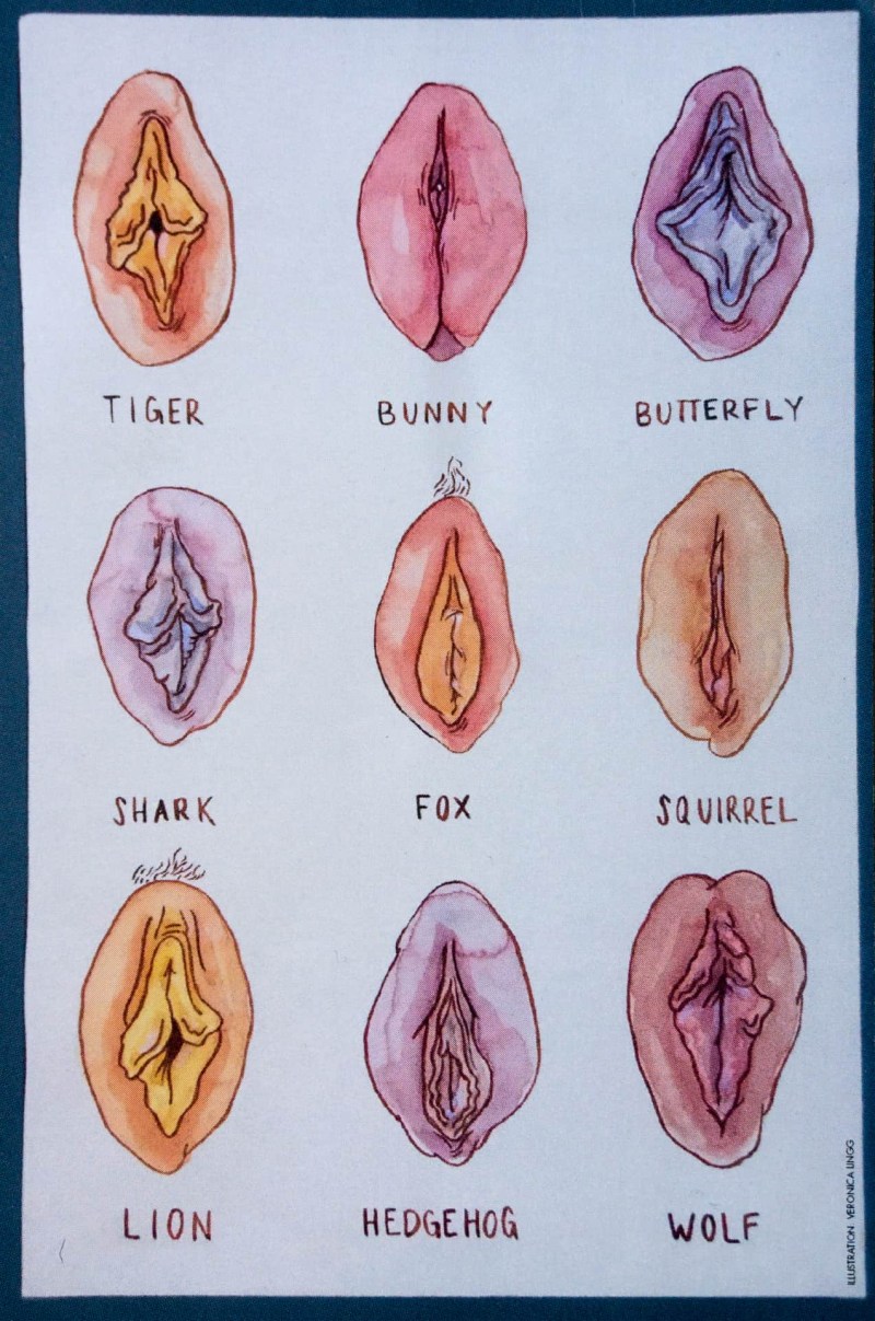 Different forms of female genitals