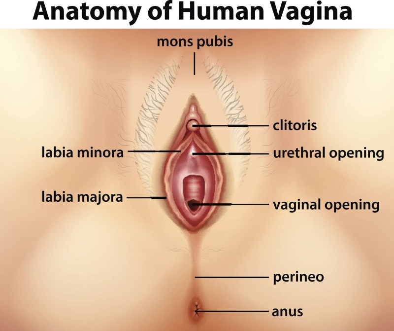 The structure of the female vagina
