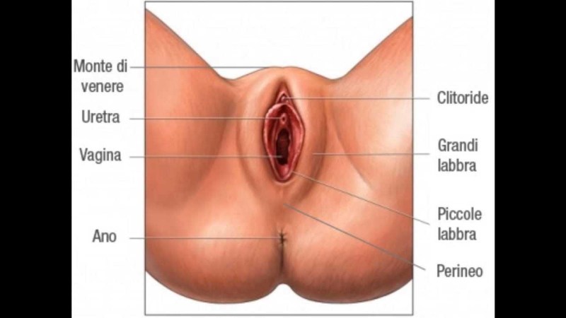 The vaginal anatomy of the vulva