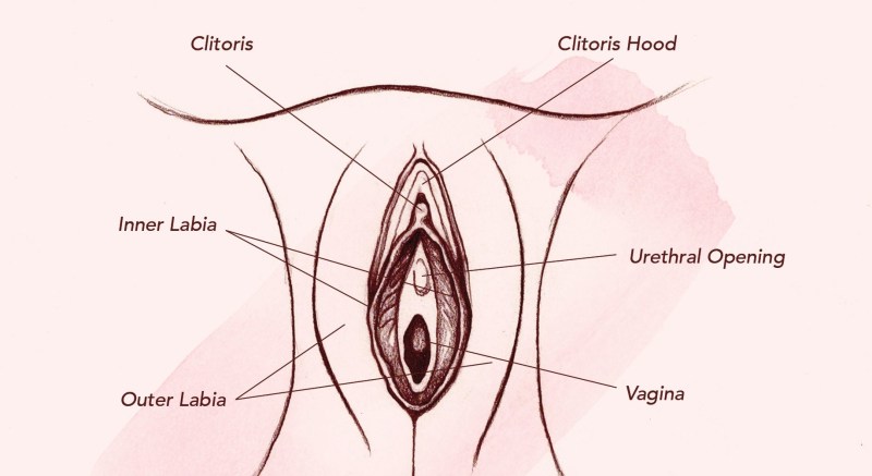 The structure of the female vagina