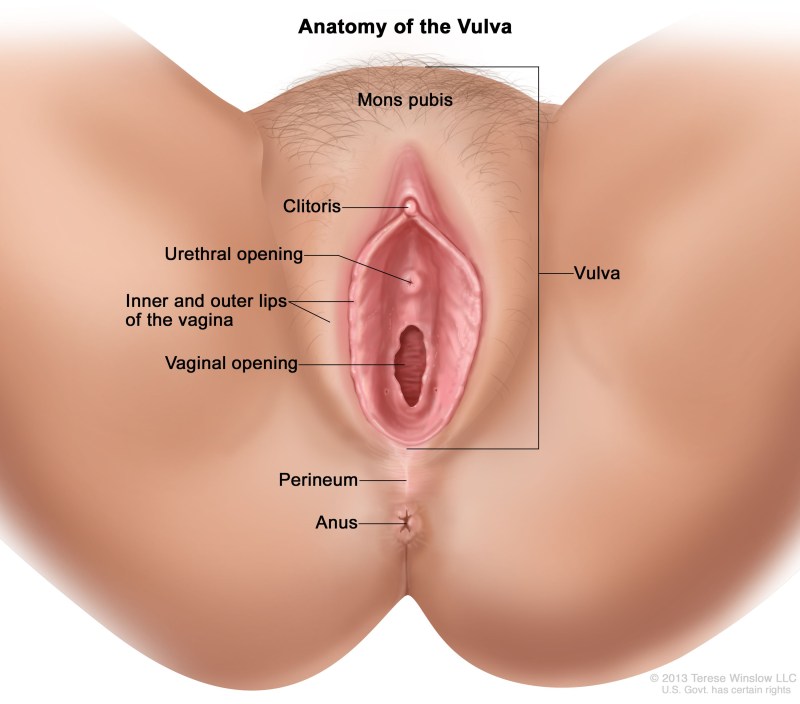 The outer part of the vagina
