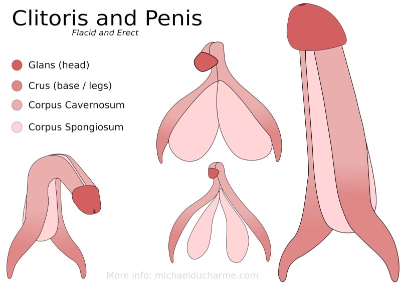 The largest clitoris in the world