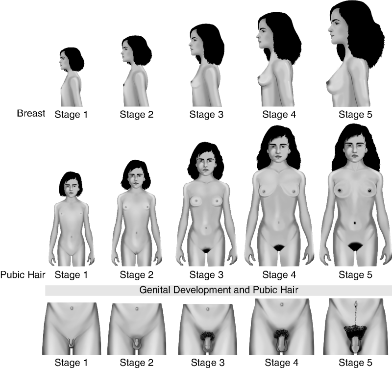 Naked Puberty Female Stage Vagina photo