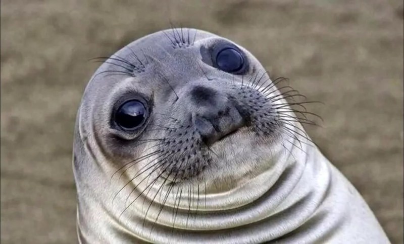 Memes about laziness