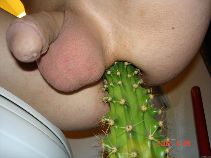 Put a cactus in pussy