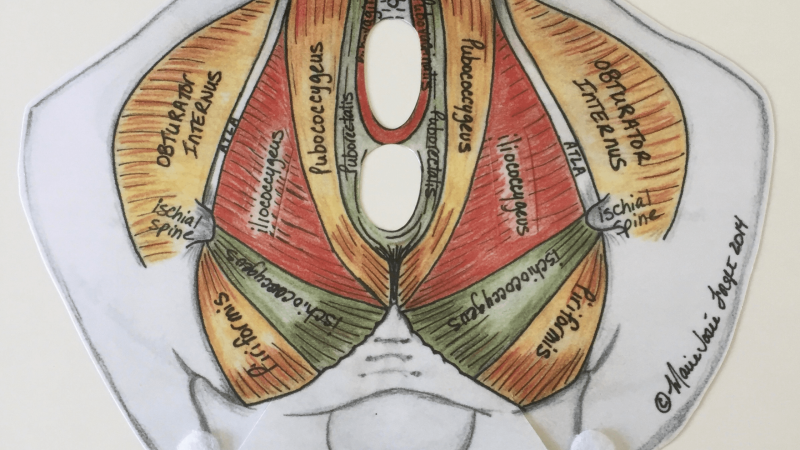 Levator Ani muscles of the pelvic floor