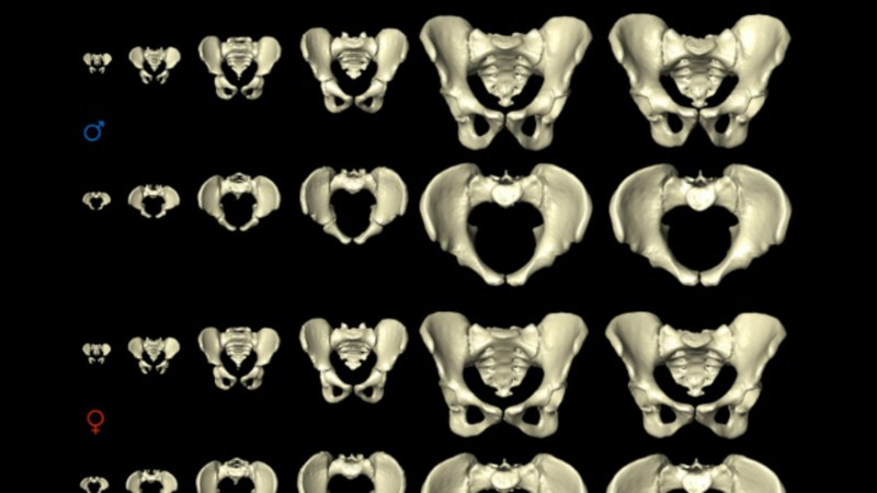 Male and female pelvis