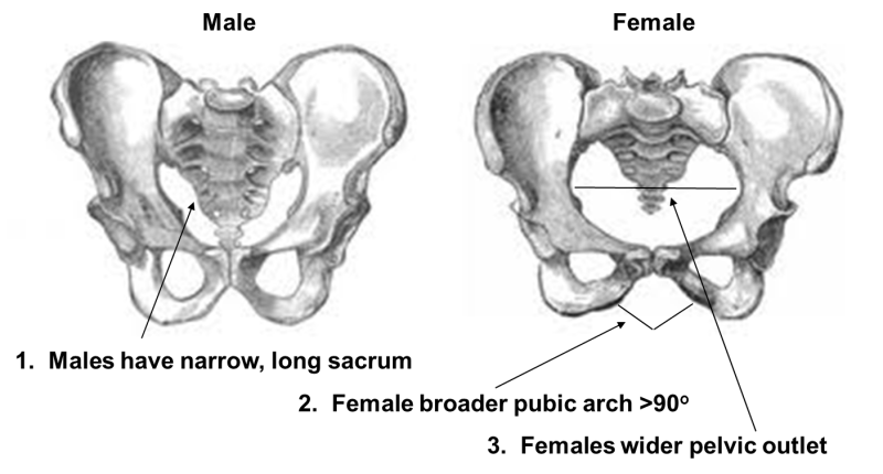 The pelvic bone is schematically