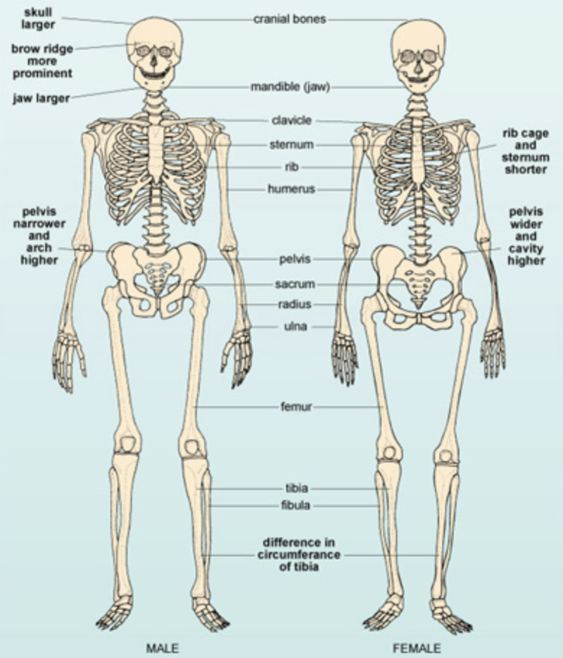 Female and male skeleton