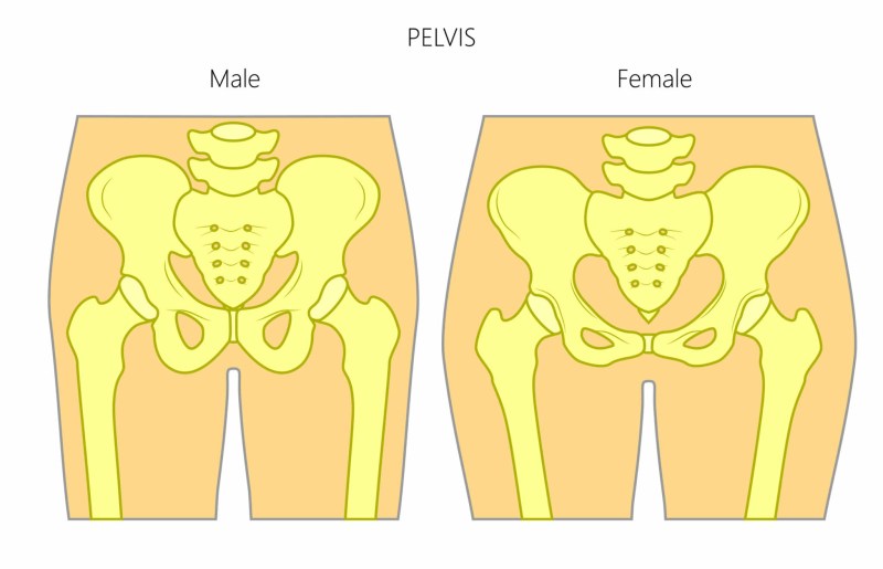 Male and Female Pelvis