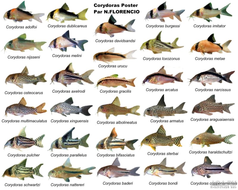 Kronospan 8685 BS white snow