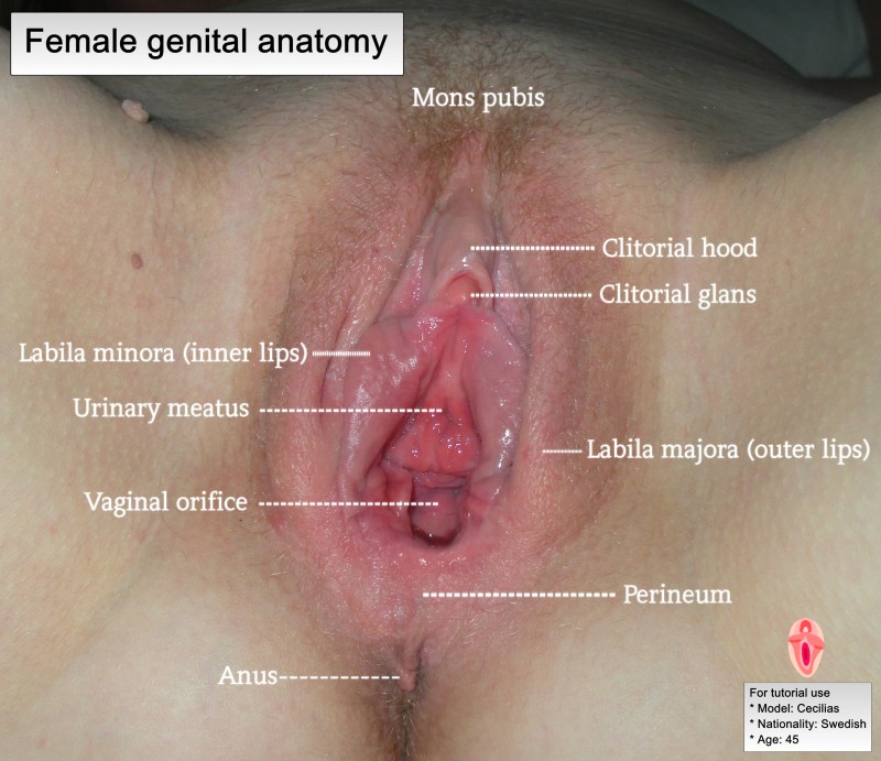 Forms of female vagina