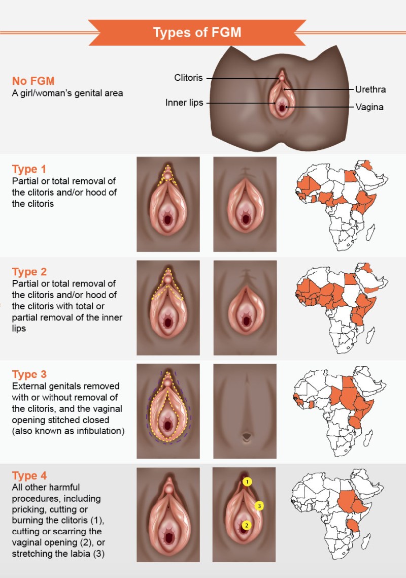 Male and female genitals