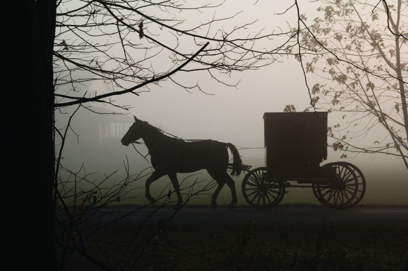 Carriage in the forest