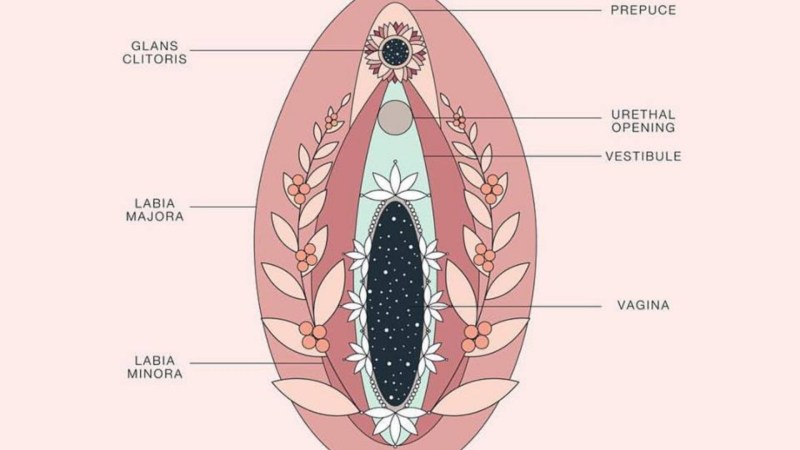Vulva drawing anatomy
