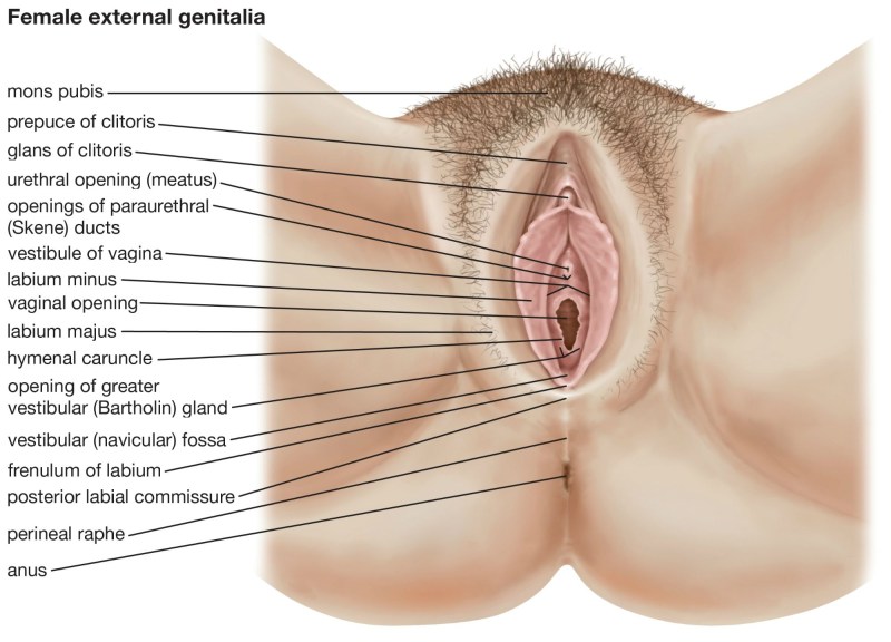 The structure of the female vagina