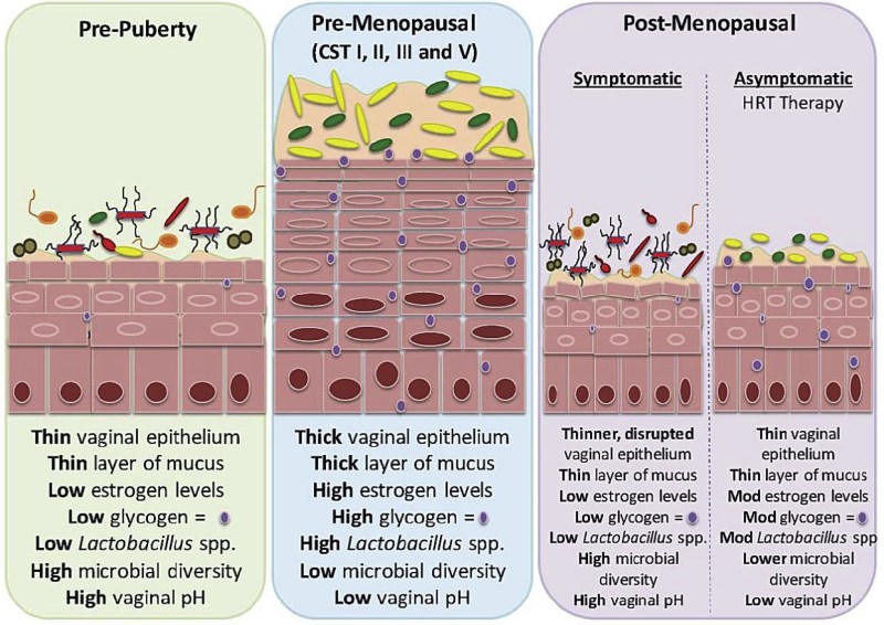 Age and microbia vagina