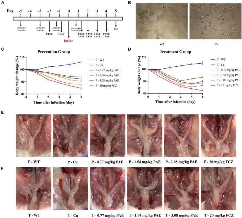 Papillomatous vulvovaginitis