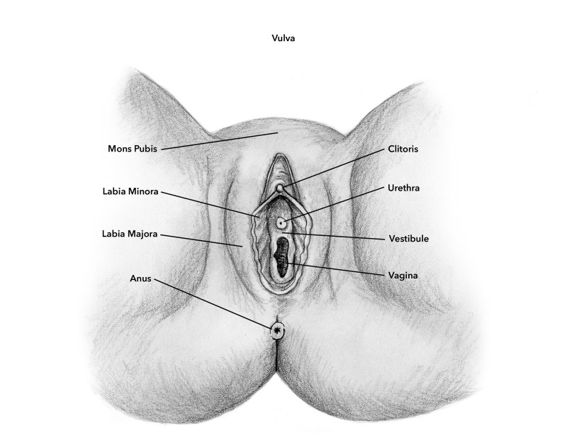 The structure of the female vagina