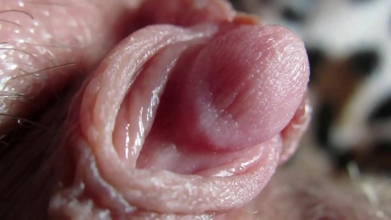 Huge female clitoris