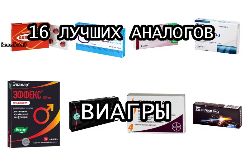 The transverse section of the penis