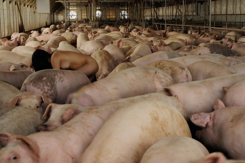 Naked women in a pen with pigs