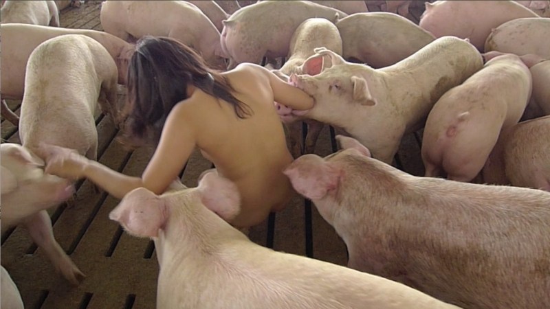 Naked women on a pig farm