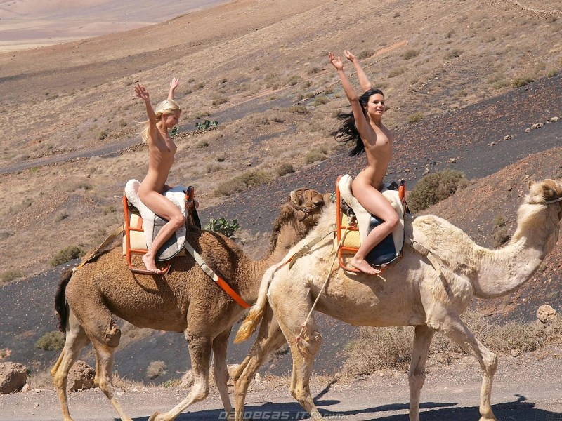 Naked photo shoot with a camel