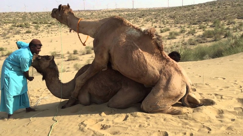 Girl fucks a camel
