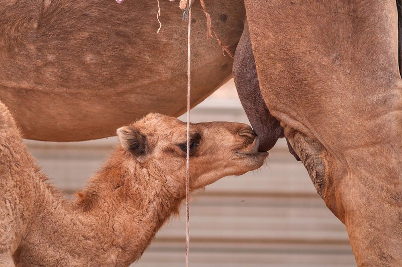 The tail of the camel