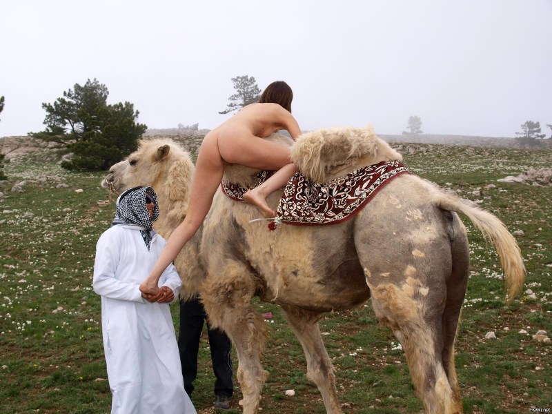 Camel