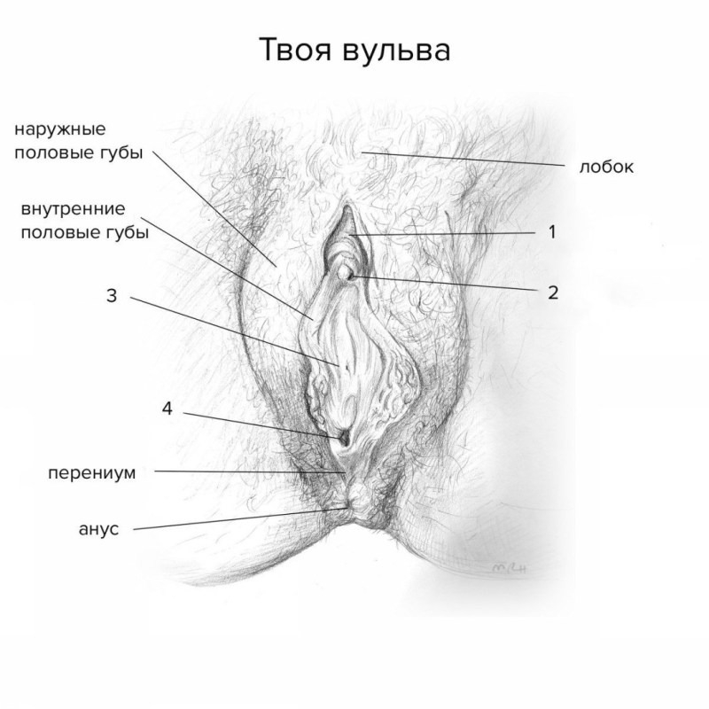 Women's vagina structure