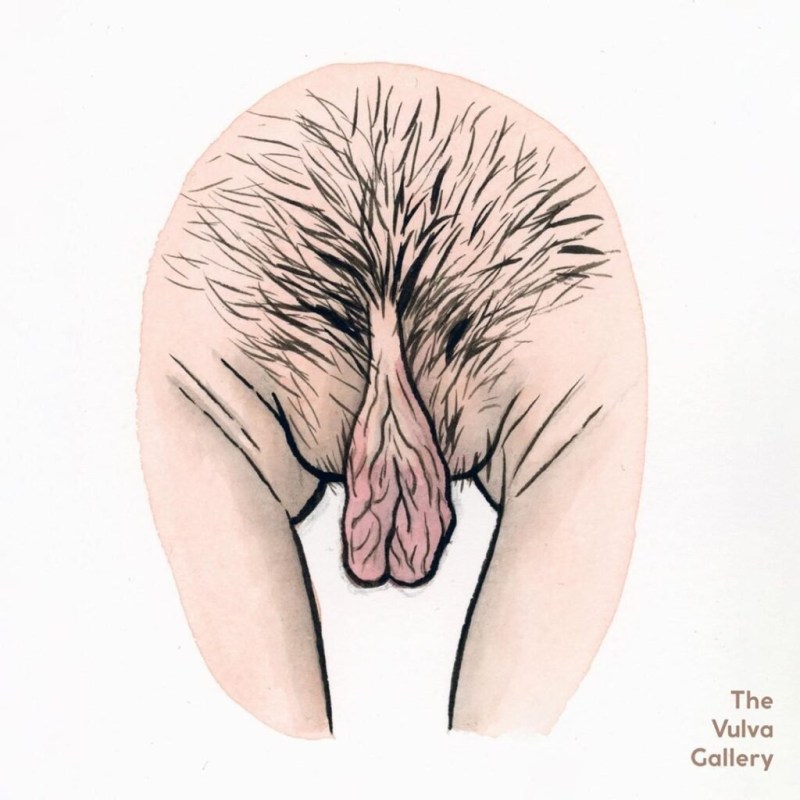 Types of vaginas of illustration