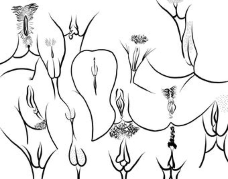 The female vagina is schematic